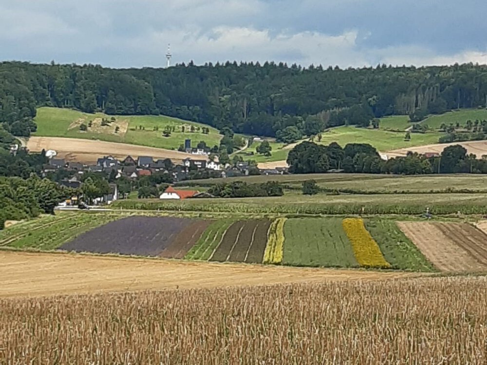 Bunte Felder bei Höxter (UG 06) Bunte Felder bei Höxter (UG 06)