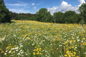 Foto Konstanze Rosenstihl, Ende Mai 2018