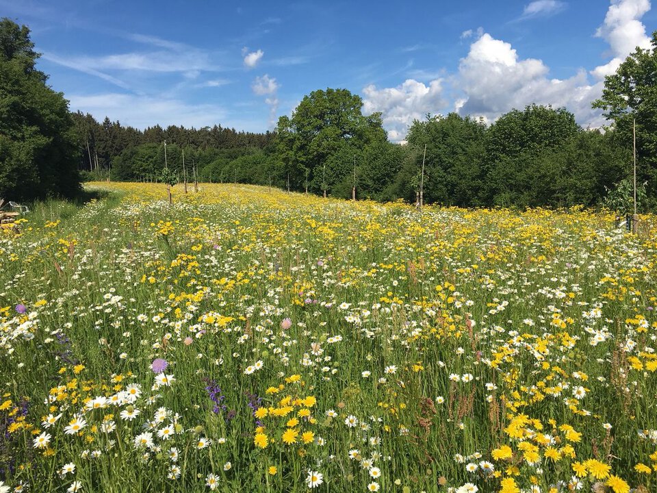Foto Konstanze Rosenstihl, Ende Mai 2018