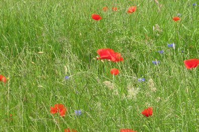 Akzeptanzarten als erster Farbtupfer in der Entwicklung der Blumenwiese