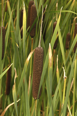 Csm Typha Latifolia B F Breitblaettriger Rohrkolben 4a0c8ecbe0