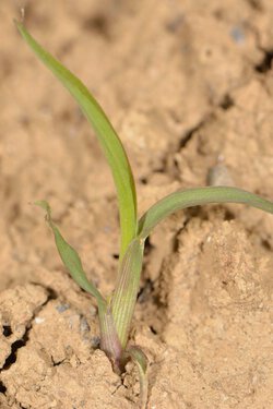 Hühnerhirse (Echinochloa crus-galli)