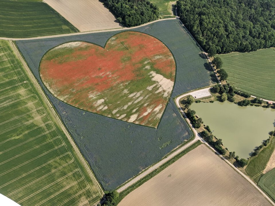 Juni 2023: Ein letzter Blick auf's Herz, das stark unter Witterung und Unkrautdruck gelitten hat - Foto / Copyright: Thilo Vogel