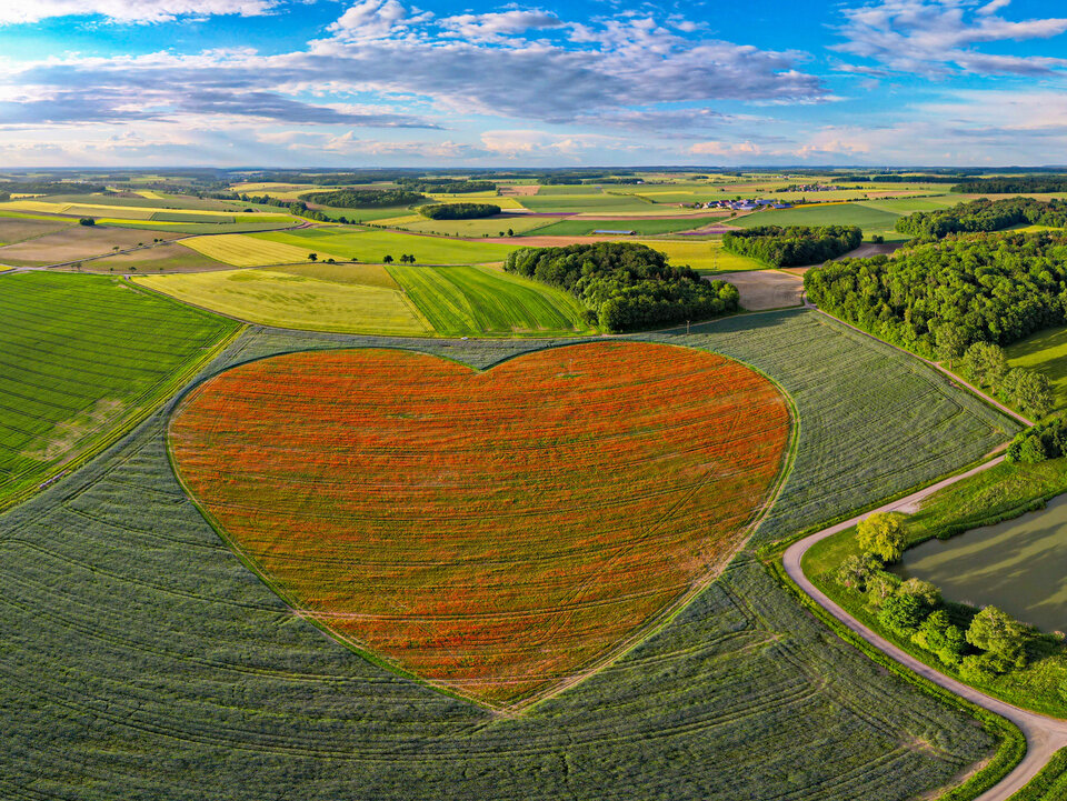 Vollblüte von Klatschmohn und Kornblüte Ende Mai 2022 - Foto / Copyright: Uwe Stöffler