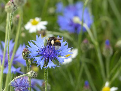 Kornblume wird auch von Hummeln akzeptiert
