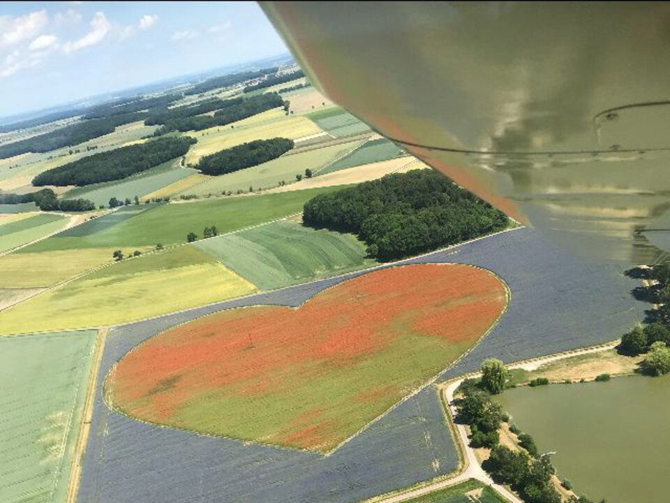 Mitte Juni machen Beikräuter dem Klatschmohn Konkurrenz - Foto / Copyright: Karl Kolb