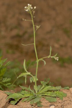 Hirtentäschel (Capsella bursa-pastoris)