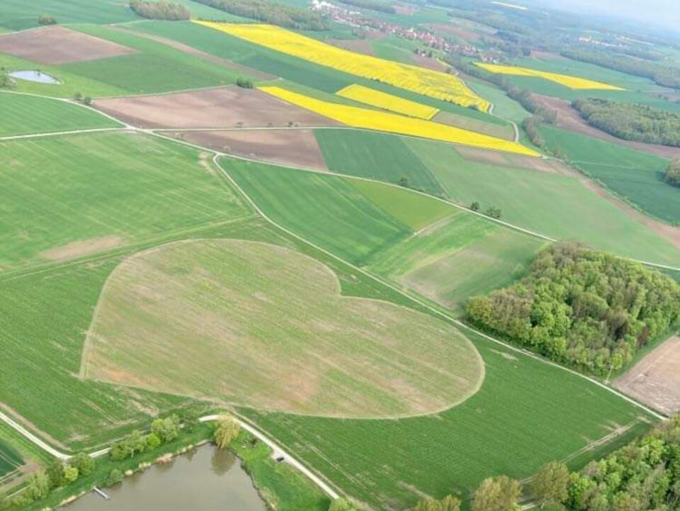 Anfang Mai 2022: Die Kornblumen wachsen schon, während der Klatschmohn erst in den Startlöchern steht