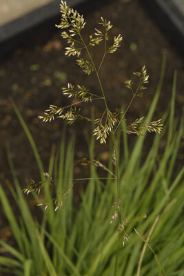 Csm Molinia Caerulea Xxx B Pfeifengras