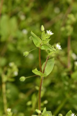 Vogelmiere (Stellaria media)