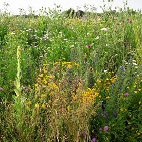 Blühende Landschaft im 2. Jahr