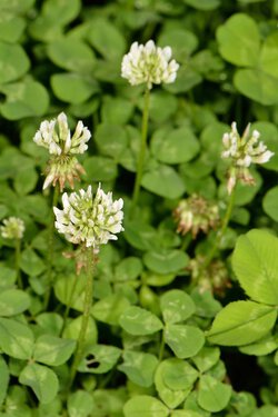 Weißklee (Trifolium repens)