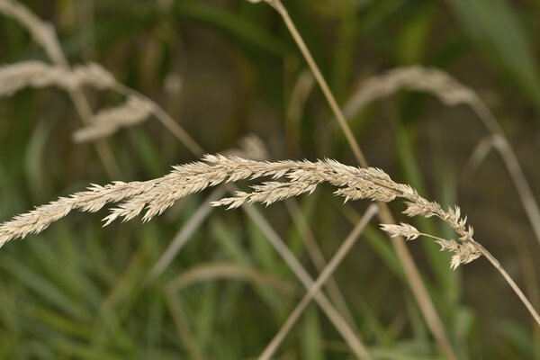 Csm Phalaris Arundinacea F Rohrglanzgras Cba273fee6